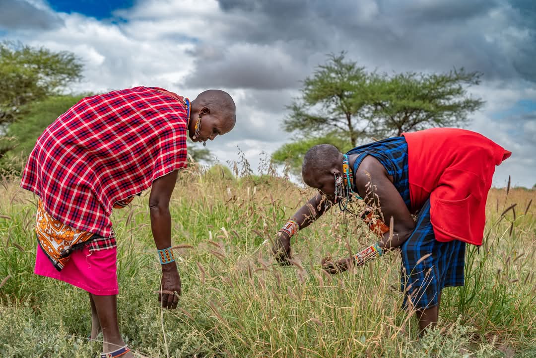 Maasai Women on farm